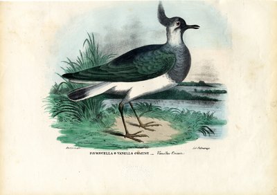 Northern Lapwing, 1863-79 by Raimundo Petraroja